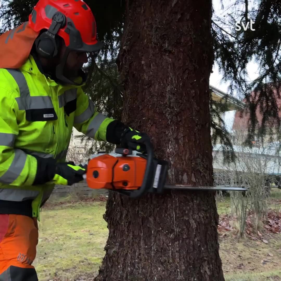 Nu är Karlstads julgran på plats